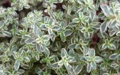 Silver Lemon Thyme - Thymus - 3 Pack Of Quart Pots -Cheap Plants Store 13143 silver lemon thyme