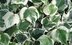 Variegated Algerian Ivy (Hedera Algeriensis 'Gloire De Marengo') - 5 Pack Of Pint Pots -Cheap Plants Store 3554 ravensholst ivy