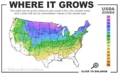 Dwarf Globe Blue Spruce (Picea Pungens 'Globosa') - 2 Gallon Pot -Cheap Plants Store 3A 8A 10