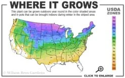 Cats Pajamas Catmint - 1 Gallon Pot -Cheap Plants Store 3a 8b 4