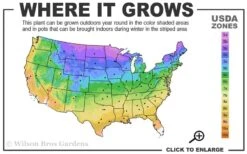 Eastern Cottonwood Tree (Populus Deltoides) - 1 Gallon Pot -Cheap Plants Store 3a 9b 16