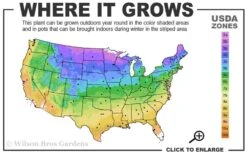 Idyllwild Juniper (Red Cedar) - 3 Gallon Pot -Cheap Plants Store 3b 9b