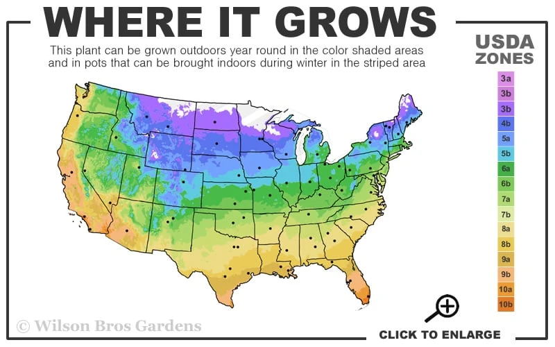 Mojito Mint Plant - 6 Pack Of Pint Pots 5 Mojito Mint Plant - 6 Pack Of Pint Pots - Image 3