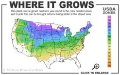 Admiration Barberry - 3 Gallon Pot -Cheap Plants Store 4a 8a 2