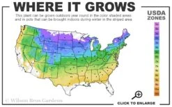 White Bottlebrush Buckeye - Aesculus Parviflora - 7 Gallon Pot (5-6') -Cheap Plants Store 4a 8b 24