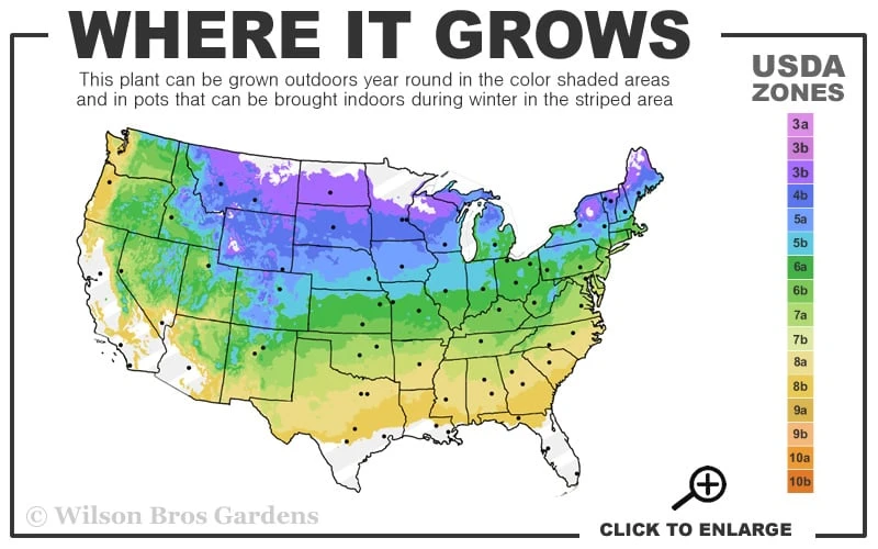 Cherry Pops Bee Balm (Monarda) - 1 Gallon Pot 5 Cherry Pops Bee Balm (Monarda) - 1 Gallon Pot - Image 3