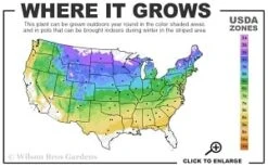 Robust Male Fern (Dryopteris X Complexa) - 1 Gallon Pot -Cheap Plants Store 4a 8b thumbnail 7