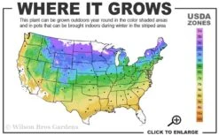 Miranda Climbing Hydrangea - 2 Gallon Pot -Cheap Plants Store 4a 9a 1