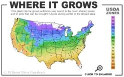 Japanese Painted Fern - 6 Pack Of 1 Gallon Pots 13 Japanese Painted Fern - 6 Pack Of 1 Gallon Pots -Cheap Plants Store 4a 9b 43