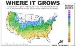 Downy Skullcap (Scutellaria Incana) - 1 Gallon Pot -Cheap Plants Store 5a 8b 20