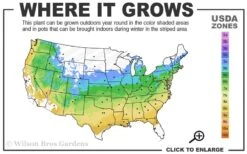 The Georgia Peach Shrub Rose - 1 Gallon Pot -Cheap Plants Store 5a 9a