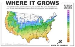 Honeycomb Yellow Butterfly Bush - Quart Pot -Cheap Plants Store 5a 9b 69