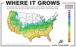 Black Mondo Grass - Ophiopogon Planiscapus 'Nigrescens' - 6 Pack Of 1 Gallon Pots -Cheap Plants Store 5b 11