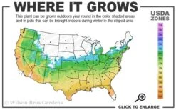 Bug Bat Pitcher Plant (Sarracenia) - 2.5 Quart Pot -Cheap Plants Store 5b 9b