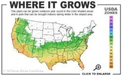 Ingelise English Ivy (Hedera) - 10 Pack Of 4" Pots -Cheap Plants Store 6a 10a