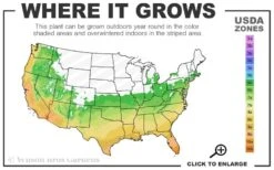 Yewtopia Plum Yew - 2 Gallon Pot 9 Yewtopia Plum Yew - 2 Gallon Pot -Cheap Plants Store 6a 10b 7