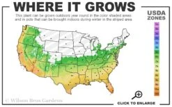 Golden Oregano - 5 Pack Of Pint Pots 10 Golden Oregano - 5 Pack Of Pint Pots -Cheap Plants Store 6a 11 3