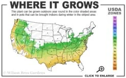 Arp Rosemary - 6 Pack Of Pint Pots -Cheap Plants Store 6a 9a