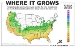 Southern Red Oak Tree (Quercus Falcata) - 1 Gallon Pot 14 Southern Red Oak Tree (Quercus Falcata) - 1 Gallon Pot -Cheap Plants Store 6a 9b 33