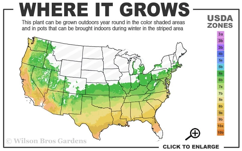 Southern Red Oak Tree (Quercus Falcata) - 1 Gallon Pot 5 Southern Red Oak Tree (Quercus Falcata) - 1 Gallon Pot - Image 3