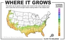 Black And Blue Salvia (Blue Anise Sage) - Salvia Guaranitica - 6 Pack Of 1 Gallon Pots -Cheap Plants Store 7a 10a