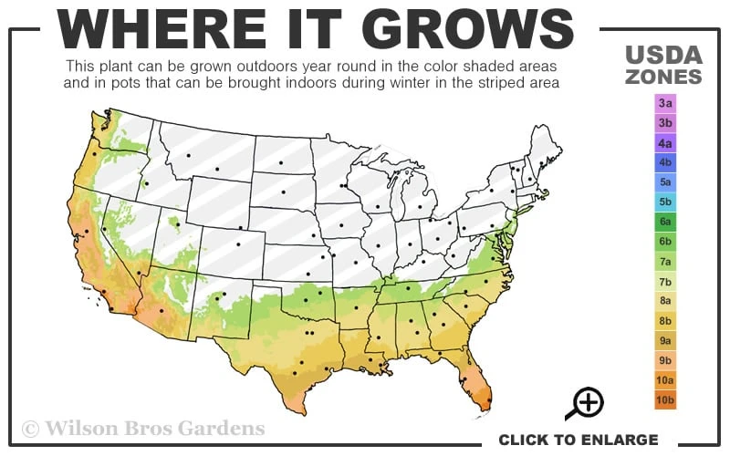 Pringles Dwarf Podocarpus Yew - 3 Gallon Pot 5 Pringles Dwarf Podocarpus Yew - 3 Gallon Pot - Image 3