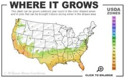 Turk's Cap Mallow (Malvaviscus Drummondii) - 5 Pack Of Quart Pots -Cheap Plants Store 7a 10b 73