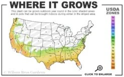 Bluebelle Rabbiteye Blueberry - 1 Gallon Pot -Cheap Plants Store 7a 9b 8