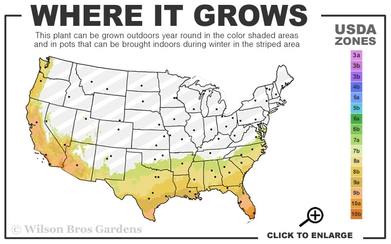 Coontie Palm (Zamia Pumila) - 7 Gallon Pot 4 Coontie Palm (Zamia Pumila) - 7 Gallon Pot - Image 2