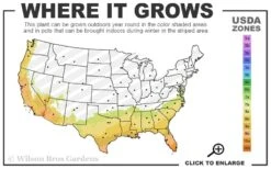 Sonset Hardy Lantana - 1 Gallon Pot -Cheap Plants Store 7b 10b 9