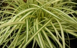 Evergold Japanese Sedge (Carex Hachijoensis) - 5 Pack Of Quart Pots -Cheap Plants Store 8275 evergold carex 1