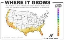 EnduraScape Pink Fizz Verbena - 10 Pack Of Pint Pots -Cheap Plants Store 8a 11 37