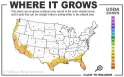 White African Iris - Fortnight Lily - Dietes Iridioides - 1 Gallon Pot -Cheap Plants Store 8b 11 3