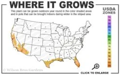 Little Lucky Peach Glow Lantana - 1 Gallon Pot -Cheap Plants Store 9a 11 3