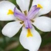 White African Iris - Fortnight Lily - Dietes Iridioides - 1 Gallon Pot -Cheap Plants Store African Iris White Fortnight Lily 500x750 1