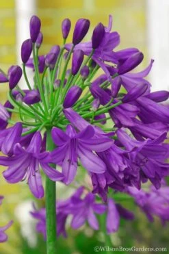 Ever Amethyst Agapanthus (Lily Of The Nile) - 3 Gallon Pot -Cheap Plants Store Agapanthus Ever Amethyst 1 1