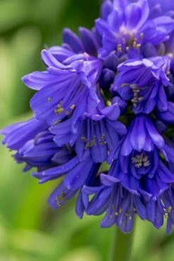 Ever Midnight Agapanthus (Lily Of The Nile) - 1 Gallon Pot -Cheap Plants Store Agapanthus Ever Midnight 1