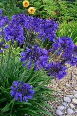 Ever Midnight Agapanthus (Lily Of The Nile) - 1 Gallon Pot -Cheap Plants Store Agapanthus Ever Midnight 4