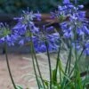 Ever Sapphire Agapanthus - Lily Of The Nile - 1 Gallon Pot -Cheap Plants Store Agapanthus Ever Sapphire 24