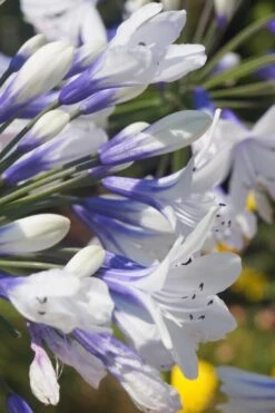Indigo Frost Agapanthus - 1 Gallon Pot -Cheap Plants Store Agapanthus Indigo Frost 1