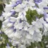 Indigo Frost Agapanthus - 1 Gallon Pot -Cheap Plants Store Agapanthus Indigo Frost 2
