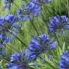 Little Blue Fountain Agapanthus - Lily Of The Nile - 1 Gallon Pot -Cheap Plants Store Agapanthus Little Blue Fountain 3