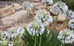 Queen Mum Agapanthus - 1 Gallon Pot -Cheap Plants Store Agapanthus Queen Mum 1 1