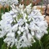Queen Mum Agapanthus - 1 Gallon Pot -Cheap Plants Store Agapanthus Queen Mum 10 1