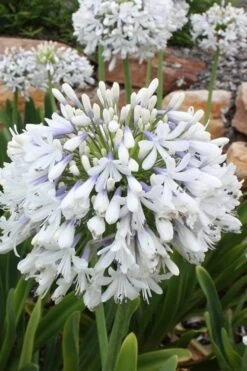 Queen Mum Agapanthus - 1 Gallon Pot