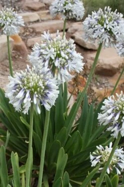Queen Mum Agapanthus - 2 Gallon Pot -Cheap Plants Store Agapanthus Queen Mum 500x750 1