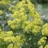 Thriller Lady's Mantle (Alchemilla Mollis) - 1 Gallon Pot -Cheap Plants Store Alchemilla Mollis Thriller 1 1