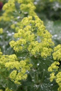 Auslese Lady's Mantle (Alchemilla Mollis) - 1 Gallon Pot -Cheap Plants Store Alchemilla Mollis Thriller 1
