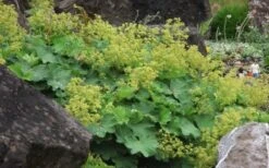 Thriller Lady's Mantle (Alchemilla Mollis) - 1 Gallon Pot -Cheap Plants Store Alchemilla Mollis Thriller 2 1