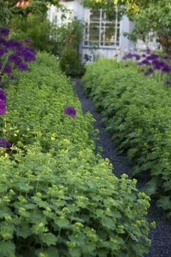 Thriller Lady's Mantle (Alchemilla Mollis) - 5 Pack Of Quart Pots -Cheap Plants Store Alchemilla Mollis Thriller 3 2